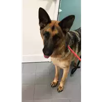 Foto dell\'animale cane - Matr. 2021/0071 - Microchip 380260101357029