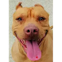 Foto dell\'animale cane - Matr. 2017/0758 - Microchip 380260100309497