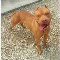 Foto dell\'animale cane - Matr. 2021/0072 - Microchip 380260044449110