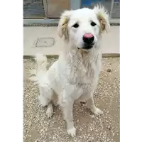 Foto dell\'animale cane - Matr. 2016/0375 - Microchip 380260042716513