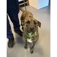 Foto dell\'animale cane - Matr. 2021/0077 - Microchip 380260101879202