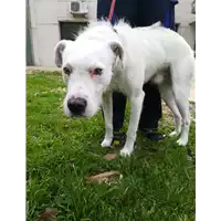 Foto dell\'animale cane - Matr. 2021/0080 - Microchip 380260044281362