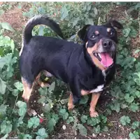 cane - Matr. 2019/2369 - Microchip 380260043869601
