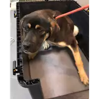 Foto dell\'animale cane - Matr. 2021/0081 - Microchip 380260044281146