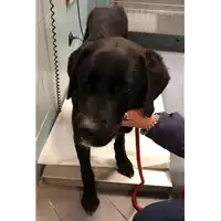 Foto dell\'animale cane - Matr. 2021/0082 - Microchip 380260044278659