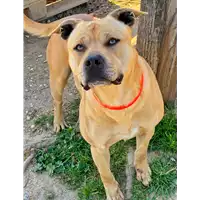 Foto dell\'animale cane - Matr. 2021/0083 - Microchip 380260044280892