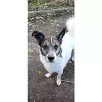 Foto dell\'animale cane - Matr. 2020/1516 - Microchip 380260043844397