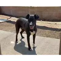 Foto dell\'animale cane - Matr. 2021/0087 - Microchip 380260044278906