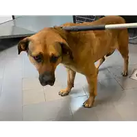 Foto dell\'animale cane - Matr. 2021/0085 - Microchip 380260044278978