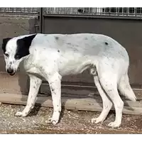 Foto dell\'animale cane - Matr. 2021/0086 - Microchip 380260044279121
