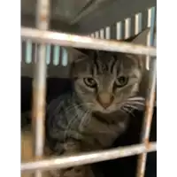 Foto dell\'animale gatto - Matr. 2021/0092 - Microchip 380260044279501