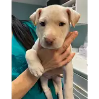 Foto dell\'animale cane - Matr. 2021/0091 - Microchip 380260044276565
