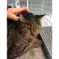 Foto dell\'animale gatto - Matr. 2021/0095 - Microchip 380260042905454