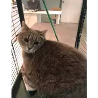 Foto dell\'animale gatto - Matr. 2021/0096 - Microchip 380260043581869