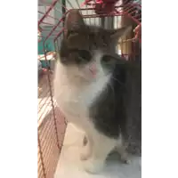 Foto dell\'animale gatto - Matr. 2021/0099 - Microchip 380260044280091
