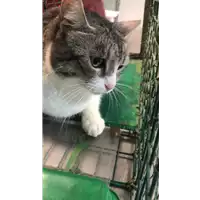 Foto dell\'animale gatto - Matr. 2021/0100 - Microchip 380260043581052
