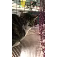 Foto dell\'animale gatto - Matr. 2021/0101 - Microchip 380260042905781