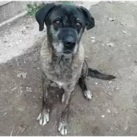 Foto dell\'animale cane - Matr. 2020/0881 - Microchip 380260040040700