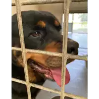 Foto dell\'animale cane - Matr. 2021/0103 - Microchip 380260044280717