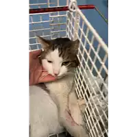 Foto dell\'animale gatto - Matr. 2021/0106 - Microchip 380260044279930