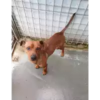 Foto dell\'animale cane - Matr. 2021/0108 - Microchip 380260044281318