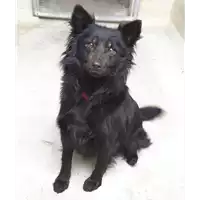 Foto dell\'animale cane - Matr. 2021/0109 - Microchip 380260044280976
