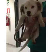 Foto dell\'animale cane - Matr. 2017/0595 - Microchip 380260043150109