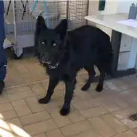 cane - Matr. 2021/0115 - Microchip 380260042528165