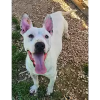Foto dell\'animale cane - Matr. 2021/0117 - Microchip 380260044281015