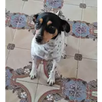 Foto dell\'animale cane - Matr. 2021/0123 - Microchip 380260044281160