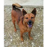 Foto dell\'animale cane - Matr. 2019/2624 - Microchip 380260000087570
