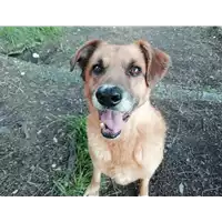 Foto dell\'animale cane - Matr. 2020/1199 - Microchip 380260043706469