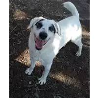 Foto dell\'animale cane - Matr. 2018/0704 - Microchip 380260043520069