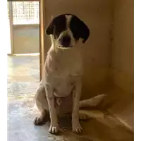 Foto dell\'animale cane - Matr. 2016/0463 - Microchip 380260042736870