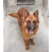 Foto dell\'animale cane - Matr. 2021/0130 - Microchip 380260042281548