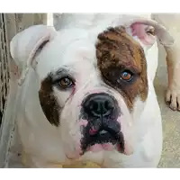Foto dell\'animale cane - Matr. 2021/0131 - Microchip 380260044281147