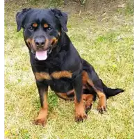Foto dell\'animale cane - Matr. 2021/0132 - Microchip 380260044280514