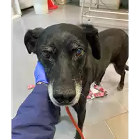 Foto dell\'animale cane - Matr. 2021/0134 - Microchip 380098100813990