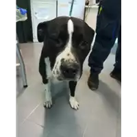 Foto dell\'animale cane - Matr. 2017/2223 - Microchip 380260043147288