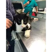 Foto dell\'animale gatto - Matr. 2021/0135 - Microchip 380260044280876