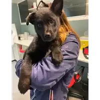Foto dell\'animale cane - Matr. 2021/0136 - Microchip 380260044280908
