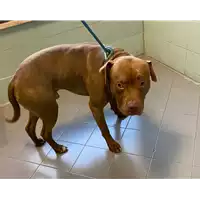 Foto dell\'animale cane - Matr. 2019/2723 - Microchip 380260043524450