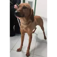 Foto dell\'animale cane - Matr. 2021/0140 - Microchip 380260044474605