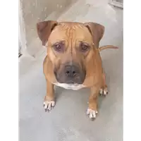 Foto dell\'animale cane - Matr. 2021/0141 - Microchip 380260044280707