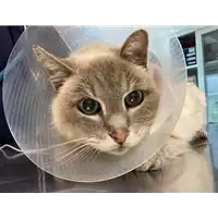 Foto dell\'animale gatto - Matr. 2021/0142 - Microchip 380260044280712