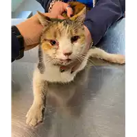 gatto - Matr. 2021/0144 - Microchip 380260044280816
