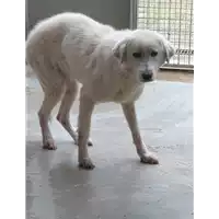 Foto dell\'animale cane - Matr. 2021/0146 - Microchip 380260044280039