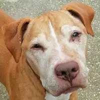 Foto dell\'animale cane - Matr. 2021/0149 - Microchip 380260040154649