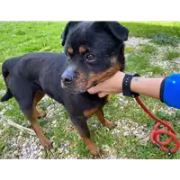Foto dell\'animale cane - Matr. 2021/0151 - Microchip 380260044279875