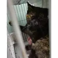 Foto dell\'animale gatto - Matr. 2021/0156 - Microchip 380260044280861
